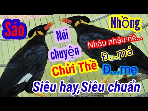 Video CHIM NHỒNG, CHIM SÁO NÓI TIẾNG NGƯỜI: RỦ NHẬU, CHỬI... - youtube