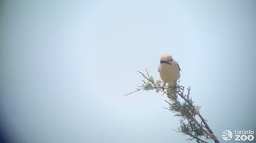 Eastern Loggerhead Shrike Spotted In The Wild