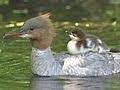 大忙し!14羽の子沢山 カワアイサの大行進! 14 Babies Goosander