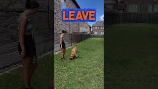 You should be able to call your dog off of anything...