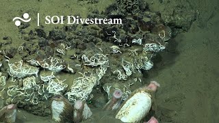 Site 9.2 | SOI Divestream 681 PART 3