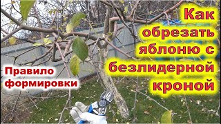 видео: Обрезка яблони с безлидерной формировкой чашей картинка: Обрезка яблони с безлидерной формировкой чашей