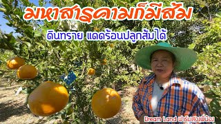 อิสานมหาสารคาม ดินทราบ แดดร้อนปลูกส้มได้ เกษตรผสมผสาน | บ่าวยุทธพาจ้วด