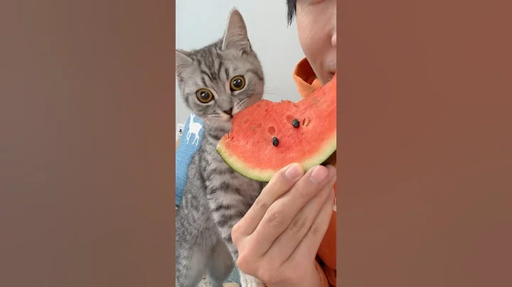 Cat eats watermelon 🍉#catshorts #cat #catlover #cats #catvideos #catholic #kitten #cutecat #funny