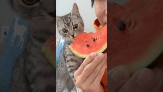 Cat eats watermelon 🍉#catshorts #cat #catlover #cats #catvideos #catholic #kitten #cutecat #funny