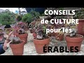 Conseil sur la culture des rables en bonsai