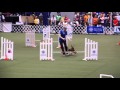 Irish Terrier Harper  at the 2015 AKC Agility Invitational の動画、YouTube動画。