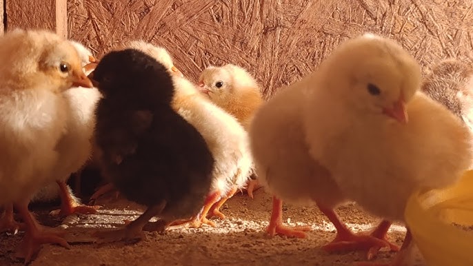 Shaxsiy porno yulduzlar