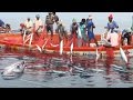 Wow amazing  fisherman sort their big net catch kona fish