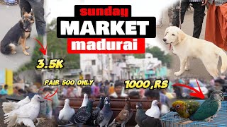 Sunday pet Market madurai ❤ | cheap & best  | good quality ❤ | with price details | #sundaypet