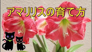 How to Grow Amaryllis