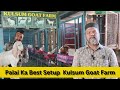 Palai Ka Best Setap #Kulsum Goat form#Goat