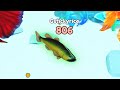 เป็นปลา (Roblox)