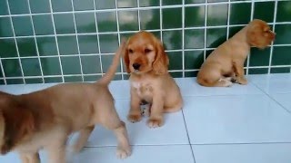 Filhotes de Cocker Spaniel Ingles