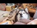 Caring Husky Hurts Himself and Needs Comfort!