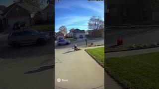 Hero Dog Saves Baby Stroller from Rolling into the Street 😱🐶