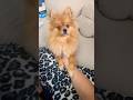 Пищевая собака #померанскийщпиц #pomeranian #doglover