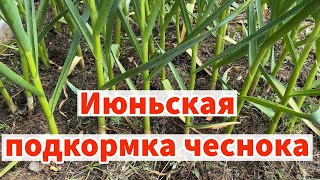 ЧЕМ ПОДКОРМИТЬ ЧЕСНОК В ИЮНЕ ДЛЯ УКРУПНЕНИЯ ГОЛОВКИ