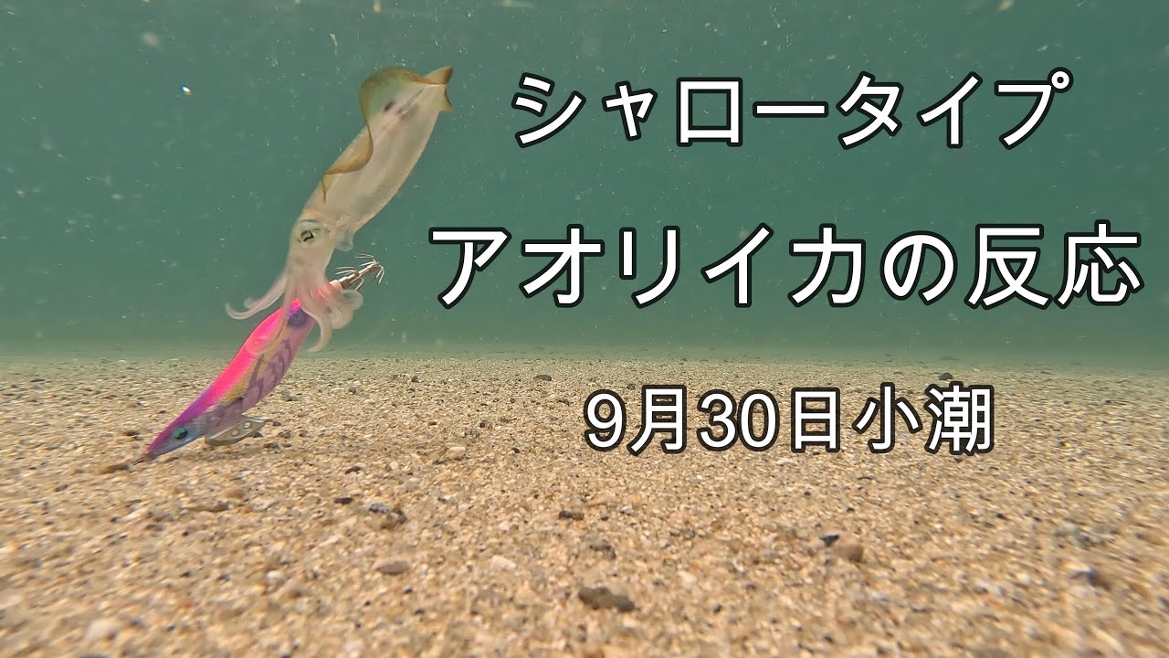 エギング水中映像(シャロータイプ)イカ釣り