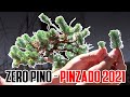 Bonsai Zero Pino - Pinzado 2021