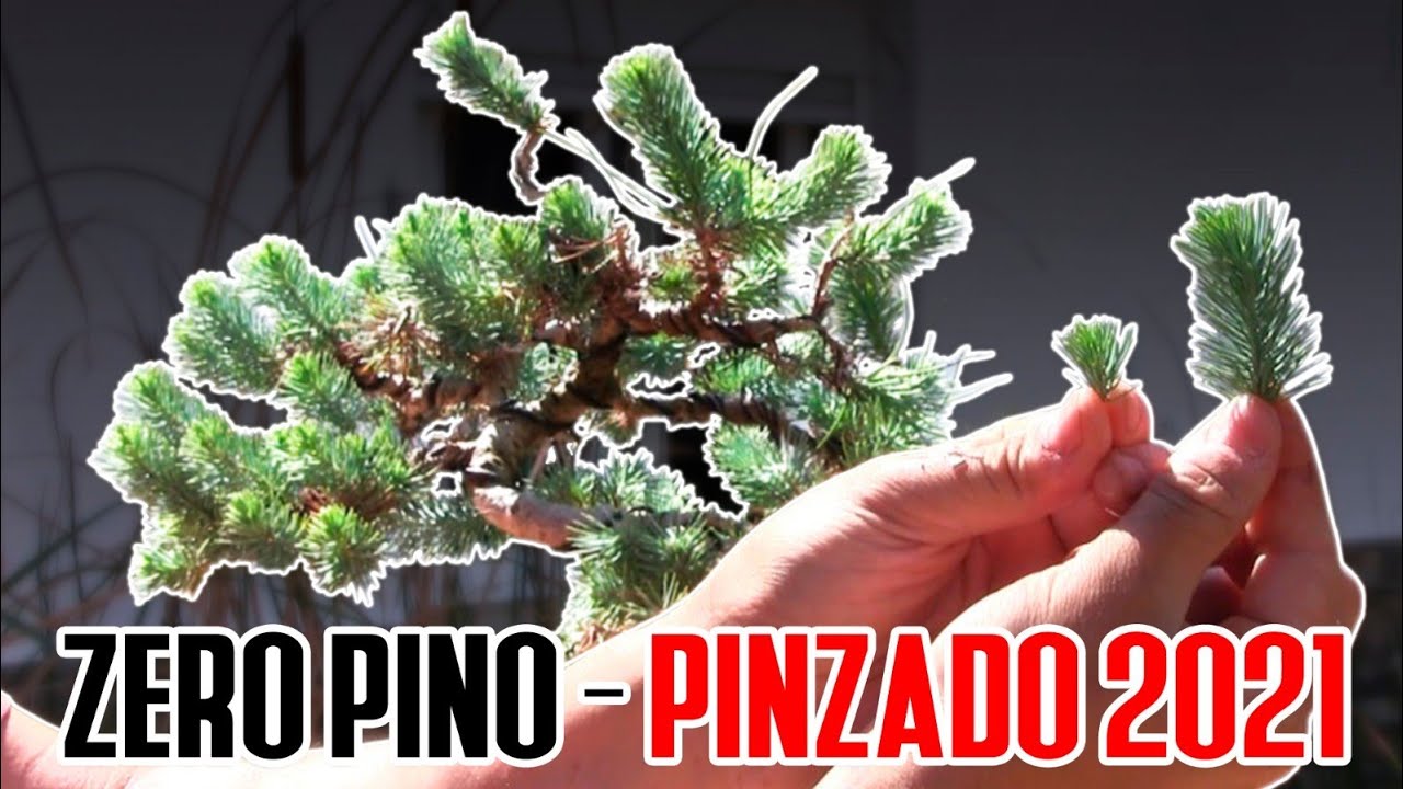 Bonsai Zero Pino - Pinzado 2021