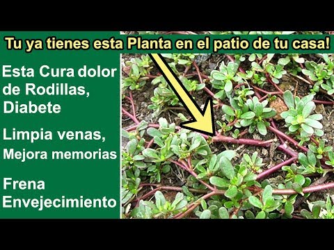 Esta <strong>planta</strong> que pisabas cada día Curará tus Rodillas,Memoria,Vena y te devolverá Colágeno de tu Piel