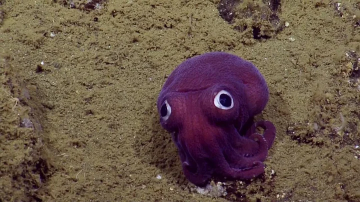 Googly-eyed Stubby Squid | Nautilus Live - DayDayNews