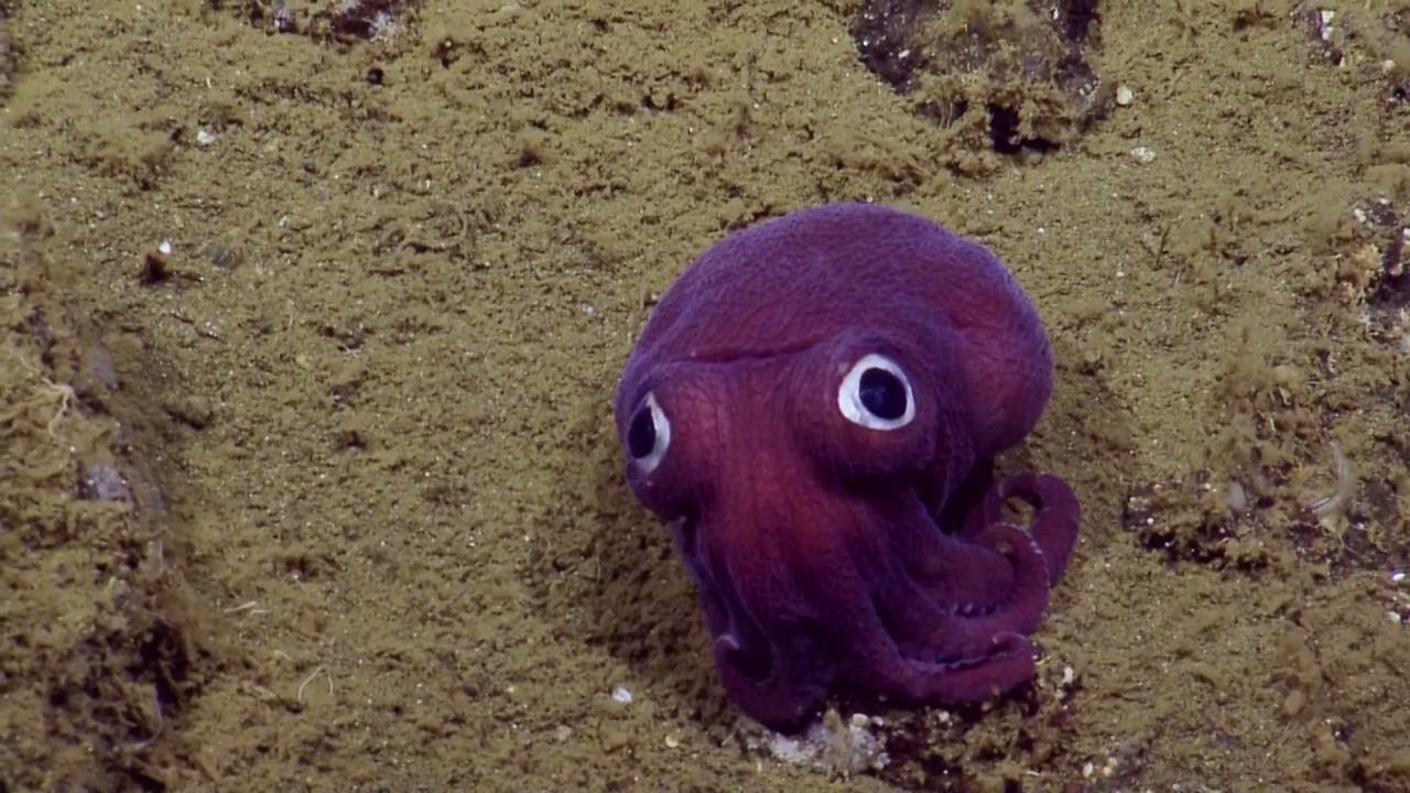 Googly-eyed Stubby Squid | Nautilus Live