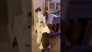 Bad Cat Funny Cat Video #cats #cat #funnyvideo #catfighter #badcat