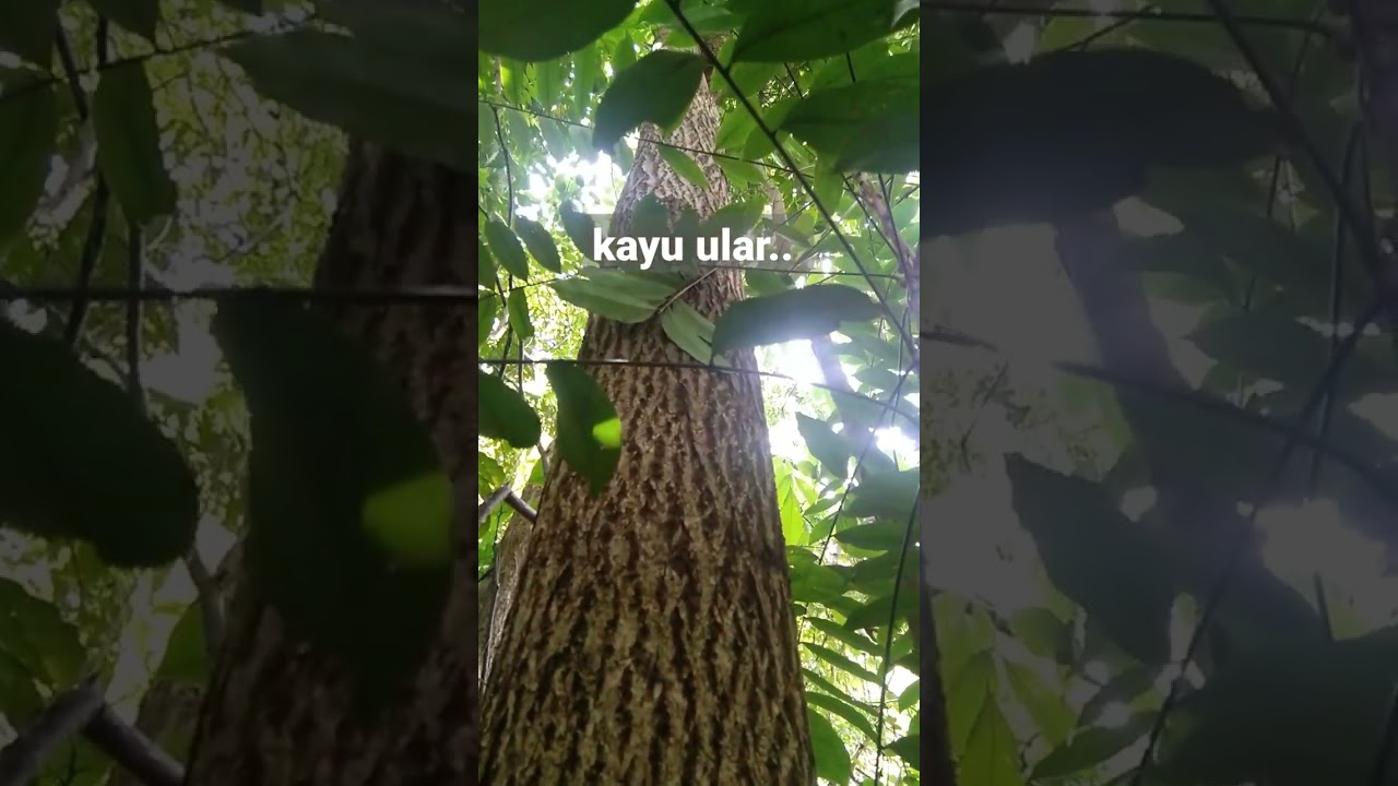 kayu ular.. 