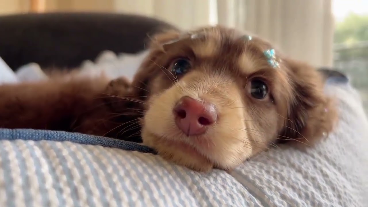 Why is This Tiny Dachshund So Adorable