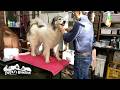 リリーが騒いでも我慢してブラッシングを受けたベルです　Great Pyrenees　グレートピレニーズ