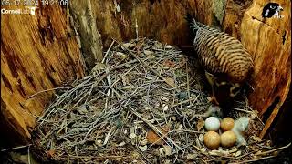 2024 05 17 Wisconsin Kestrel Cam