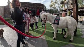 Lt. Rowdy walks Westfield the Village at Topanga 2 of 5 112923