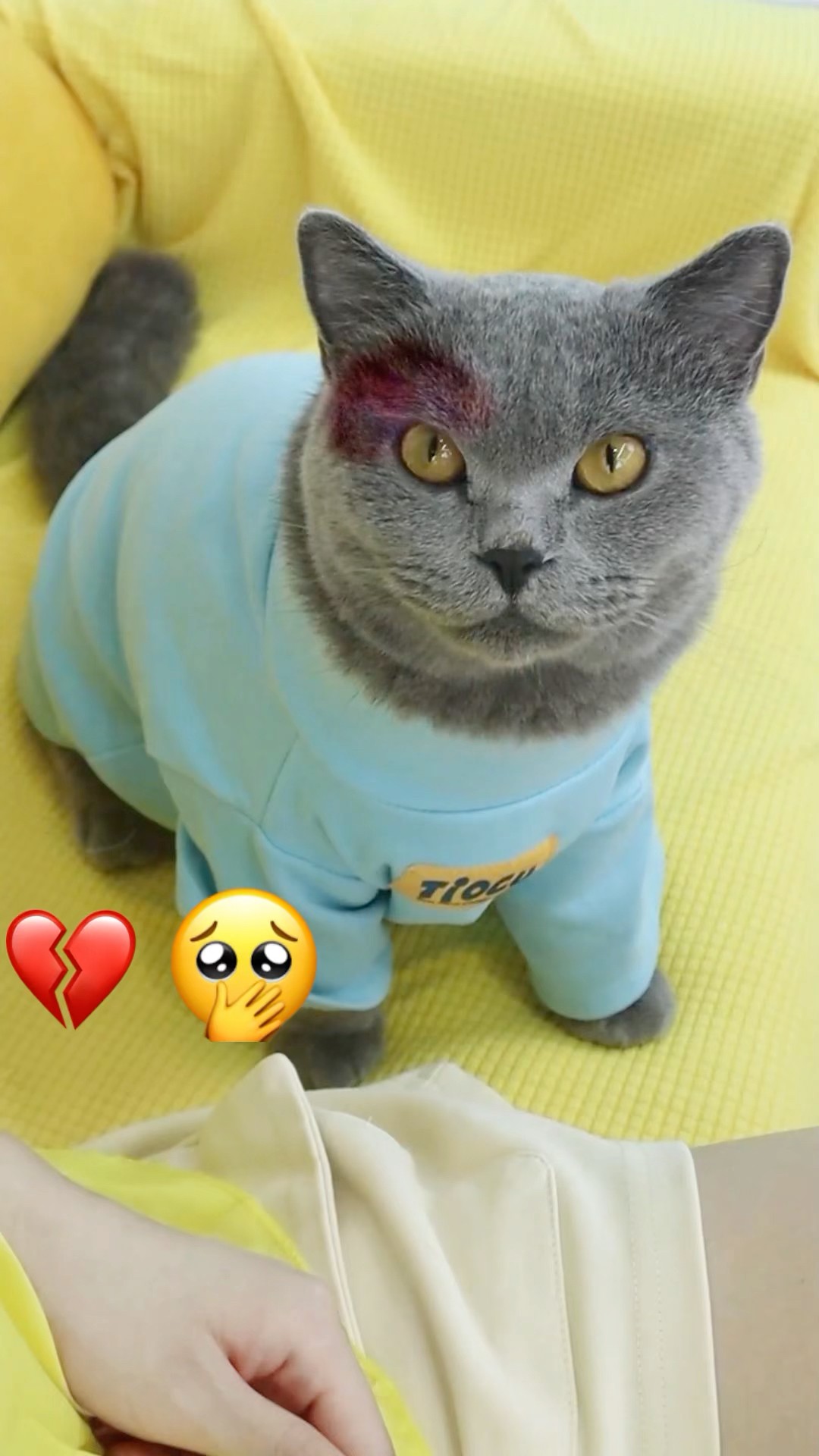 ?Saving A Blind Girl From Harm And Bringing Light?? #catvideos #catmemes #trending