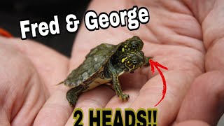 RARE TWO HEADED TURTLE!!  (Exotic Animal Tour)