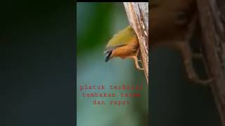 pelatuk dengan tembakan tajam dan rapet