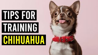 Essential Tips for Training Chihuahua Dogs