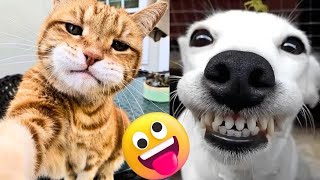 1 Full Hour of Crazy Dog and Cat Videos! So Funny!