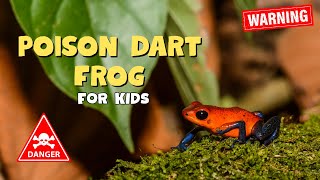 Poison Dart Frog Amazon Poison Frog Educational Video For Kids