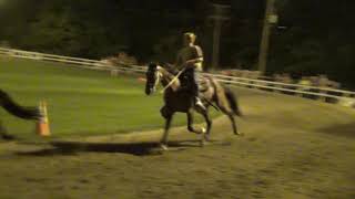 Amateur Pacing Spring Branch Show August 4, 2018