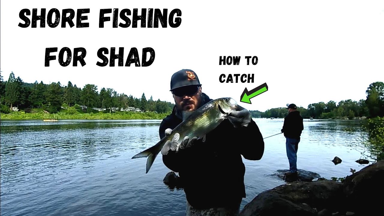 Fishing the Willamette River How to Catch Shad from Shore YouTube