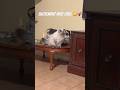 After 1 week, his happiness level is next level! #siberian #cat #trending #viralvideo #cute