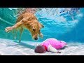 Cảm Động Những Chú Chó LIỀU CHẾT Cứu Người Được Camera Ghi Lại