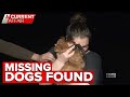 Alleged extortion attempt over dog theft | A Current Affair