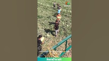 Watermelon Toss GOALS! 🍉 These Farmers are SYNCHRONIZED! #watermelon #harvest #satisfying