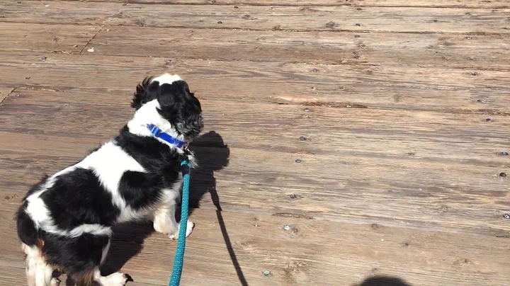 Scout at the pier