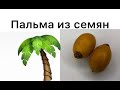 Как вырастить пальму из семян / grow a palm tree from seed