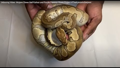 Unboxing Video: Mojave Clown Ball Python and Purple Passion Clown Project #TheKundaliniSerpent