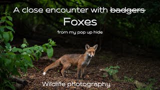 Photographing fox cubs from my pop up hide - 70-200 Sony G F4